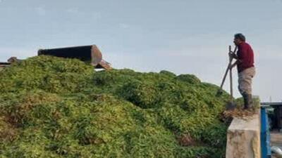ابتکار دامدار جویباری در جهت تامین خوراک دام