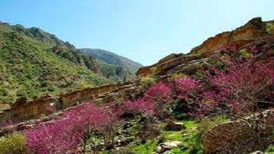 دره ارغوان جاذبه گردشگری ایلام + فیلم
