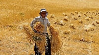 کشاورزها دیگر گندم نسیه نمی‌فروشند