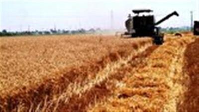 آغاز برداشت جو از مزارع قم