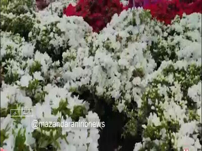 نخستین جشنواره گل آزالیا در رامسر