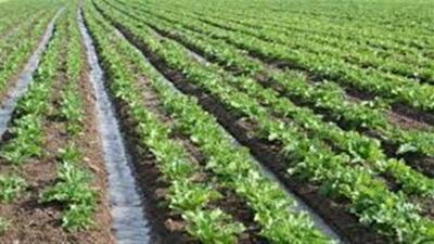 بارندگی سال جاری، زراعت در استان اردبیل را احیا کرد