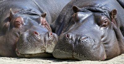 Bioxenophobia: سرنوشت نامشخص Hippos بیگانه کلمبیا