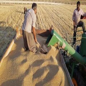 کاهش ۸ درصدی میزان خرید تضمینی گندم در سال جاری