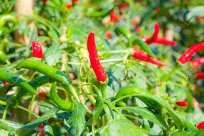 خاک مناسب برای کاشت فلفل