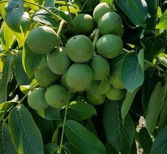فروش نهال گردو و بادام گلدانی با قیمت مناسب در نهالستان نهال سبز