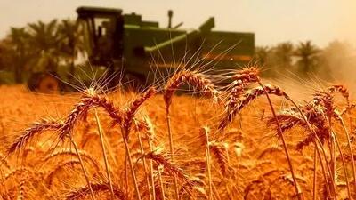 جدیدترین قیمت منطقی گندم مشخص شد