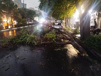 هشدار جدی طوفان در تهران؛ خطر سقوط تابلوها و درختان
