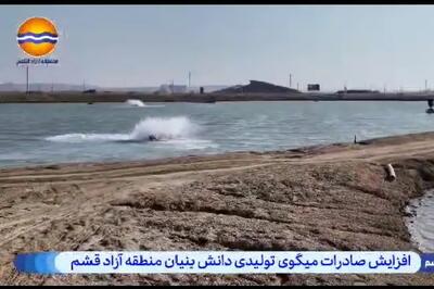 افزایش صادرات میگوی تولیدی دانش بنیان منطقه آزاد قشم