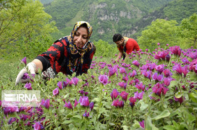 آغاز برداشت گل‌گاوزبان در شرق مازندران