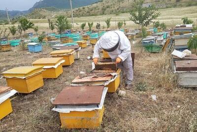آغاز طرح مراقبت بیماری‌های زنبور عسل در شهرستان نیکشهر