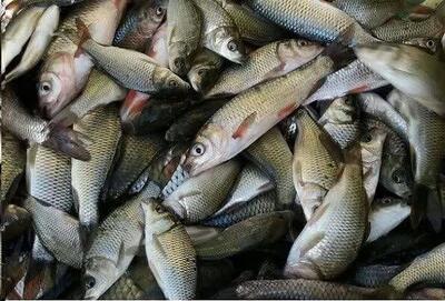 تلاش برای توسعه مزارع پرورش ماهی در چهارمحال و بختیاری        