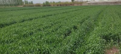 علف‌های هرز، سن و زنگ گندم تهدیدی جدی برای مزارع