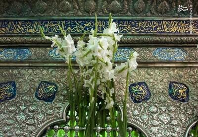 عکس/ ششم ذی القعده روز بزرگداشت حضرت شاهچراغ(ع)