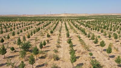 ارائه تسهیلات برای مشارکت مردم کرمان در زراعت چوب وکاشت درخت ضروری است
