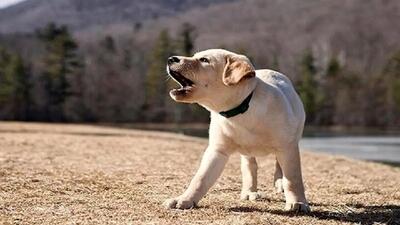 مستند حیات وحش؛ سگه کلا نیم وجبه ببینید گاوا چطوری ازش حساب میبرن شجاعت به هیکل نیست