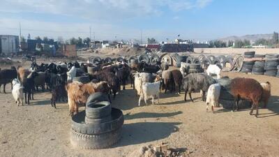 ردپای تخلف زیست محیطی در قلعه صدری قم