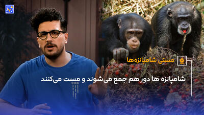 شامپانزه ها دور هم میوه فاسد میخورند