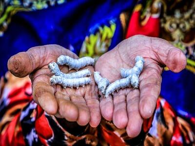بزرگ‌ترین چالش پرورش کرم ابریشم در گلستان؛ خام‌ فروشی پیله‌‌ها