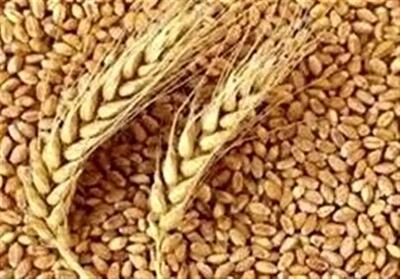 ریالی از وجه خرید تضمینی گندم پرداخت نشد