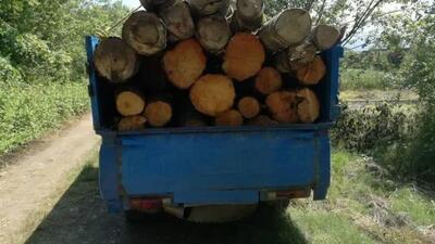 کشف ۲ تُن چوب بلوط قاچاق از وانت نیسان در سمیرم