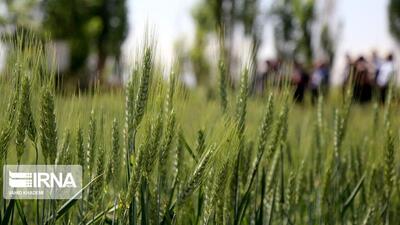 نیاز فوری به ۱۲۰ میلیارد ریال برای سمپاشی مزارع غلات خراسان‌شمالی