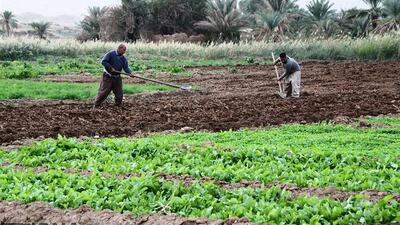 پیش‌بینی ۱۰ هزار میلیارد تومان اعتبار برای توسعه کشاورزی کرمانشاه در سفر رییس‌جمهور