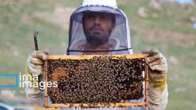 عسل ایرانی؛ کیفیت جهانی، بی‌مهری داخلی