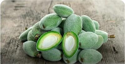 خواص چغاله بادام در طب سنتی چیست؟