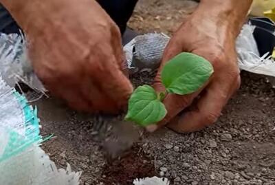 نحوه کاشت بادمجان در باغچه / بادمجان رو با این روش در خانه بکارید
