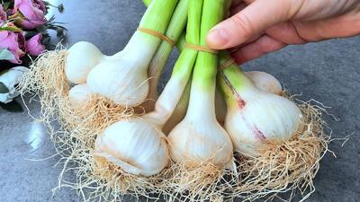 سیر تازه در خانه دارید ؟ روشی جدید برای نگهداری و حفظ طعم سیر تازه