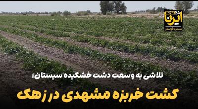 فیلم | تلاشی به وسعت دشت خشکیده سیستان؛ کشت خربزه مشهدی در زهک