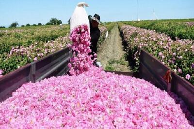 قطع برق شمیم طلای معطر را از گلستان‌های خراسان شمالی گرفت