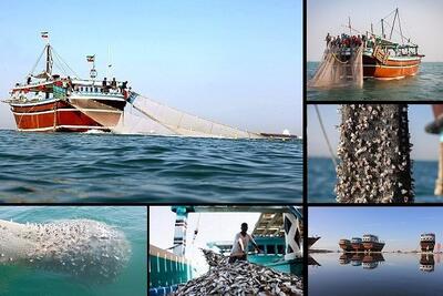 غارت ذخایر خلیج فارس در سایه نبود نظارت؛صیادان قانون‌مدار منتظر حمایت