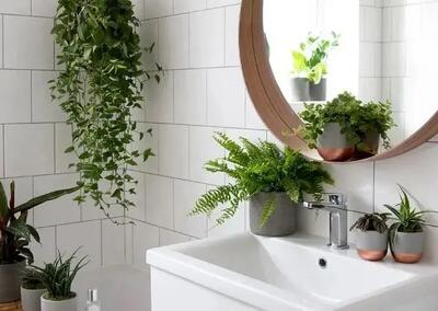معرفی بهترین گیاهان برای حمام و سرویس بهداشتی / نگهداری از گیاهان مناسب برای حمام و سرویس بهداشتی