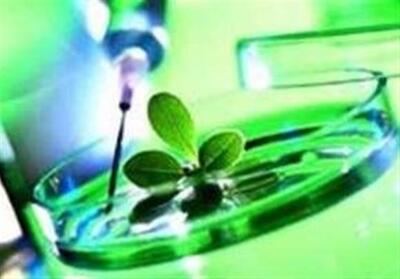 درخشش ایده‌های نو در نخستین پویش ملی امید در جنوب - تسنیم