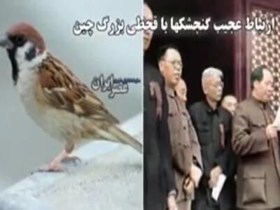 ارتباط عجیب گنجشکها با قحطی بزرگ چین؛ ۴۵ میلیون نفر کشته شدند