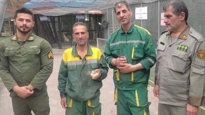 شهروند دوستدار محیط زیست پرندگان آبزی را تحویل البرز داد