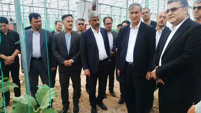 معاون وزیر جهاد کشاورزی: کشت گلخانه‌ای در راستای امنیت غذایی توسعه می‌یابد