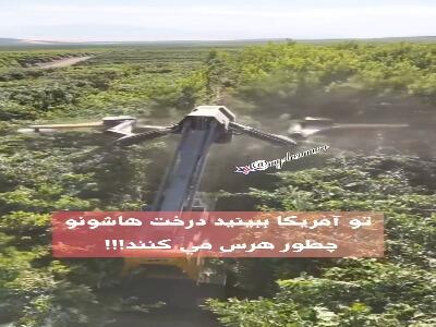 کشاورزی در کالیفرنیا