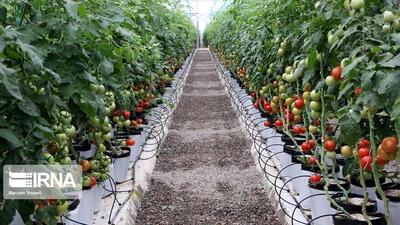 بسته‌های حمایتی متنوع برای توسعه کشت گلخانه‌ای ارائه می‌شود