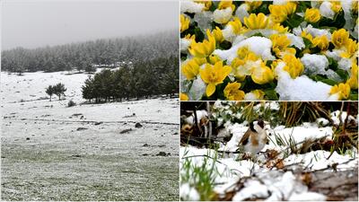 زیبایی های برف بهاری در ساری کامیش(عکس)