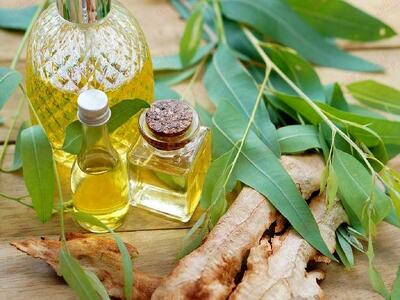 از گرفتگی بینی تا سرفه؛ فواید شگفت‌انگیز روغن اکالیپتوس برای تنفس راحت‌تر