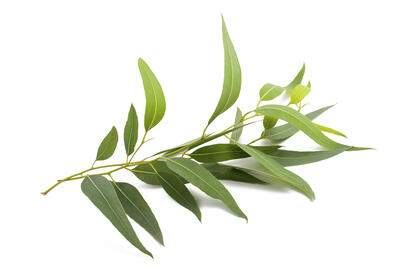 فایده های روغن اکالیپتوس برای تسکین مشکلات تنفسی