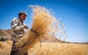 خرید تضمینی گندم در خوزستان به مرز یک میلیون تن رسید