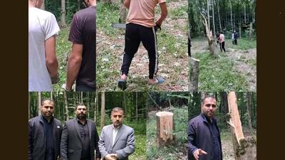 قطع ۶۴ درخت در ساری به دلیل انتقام جویی شخصی