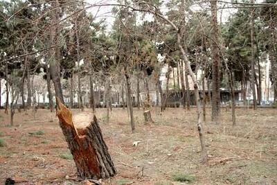 ۶۴ درخت در ساری به دلیل انتقام جویی قطع شد!