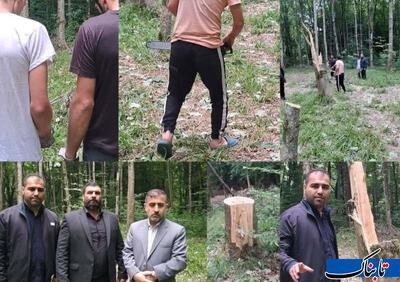 قطع ۶۴ درخت به دلیل انتقام‌جویی شخصی!