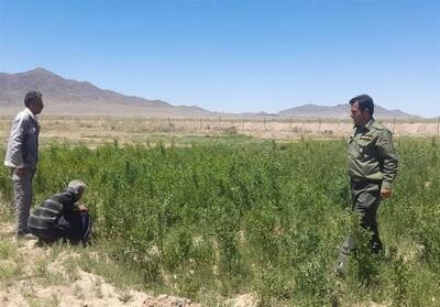 مجازات جایگزین حبس در راستای ترویج فرهنگ منابع طبیعی - تسنیم