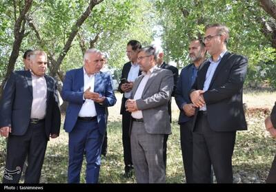 دادستان یاسوج به قطع درختان بلوط ورود کرد+تصویر - تسنیم